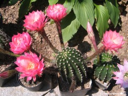 Echinopsis spec.    